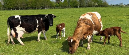Shetland calves hanging out on West Moss-side Farm Shetland calves hanging out on West Moss-side Farm